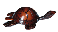 Черепаха 35